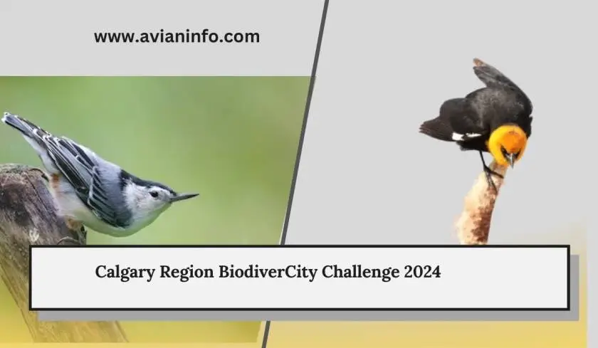 Calgary Region BiodiverCity Challenge 2024