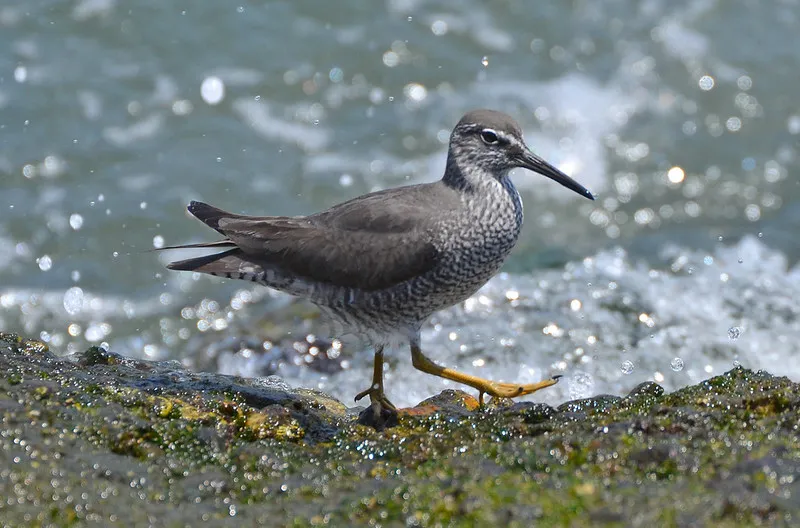 Discover the Avian Wonders of Ballona Creek