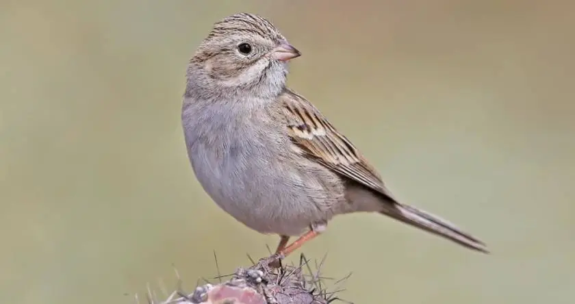 Brewer’s Sparrow