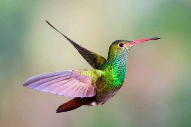 9 Hummingbird Species to Look Out for This Summer 2025