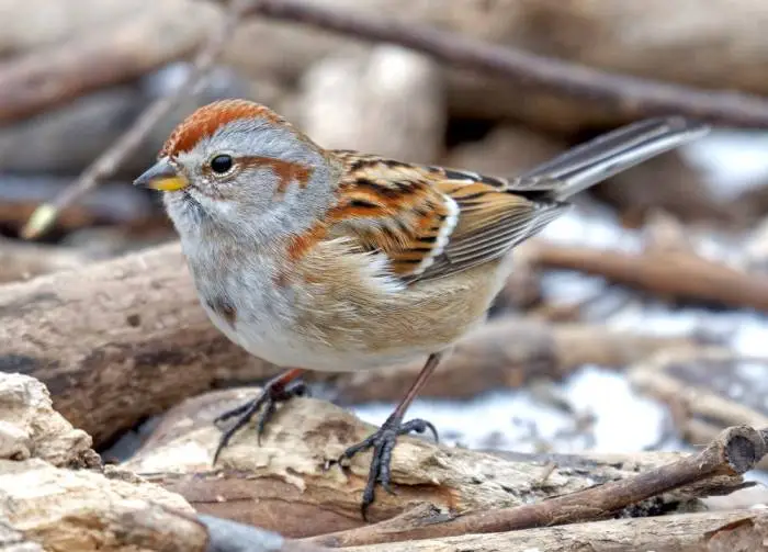 Chick-A-Dee-Dee-Dee Alarm Calls Are a Lingua Franca of the Bird World