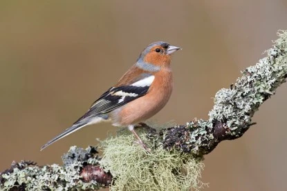 What Food Attracts Summer Birds to Your Backyard?