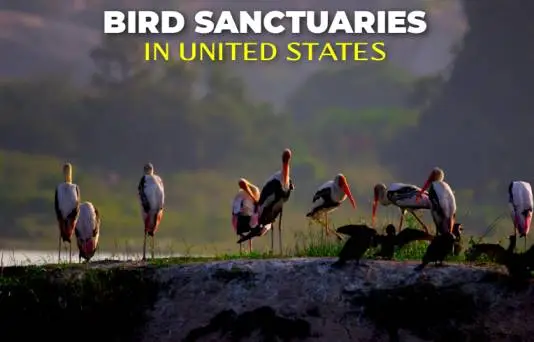 The 5 Coolest Wild Bird Sanctuaries in the