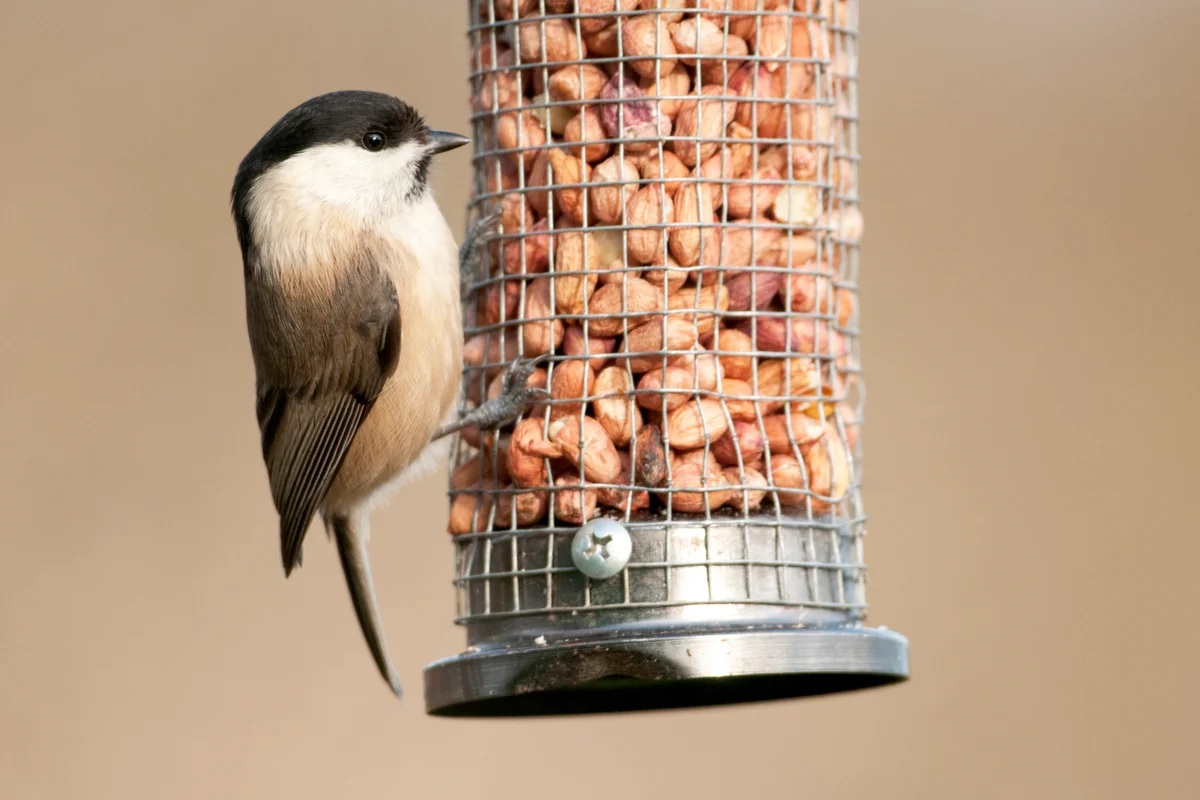 The Impacts of Supplemental Feeding on Bird Populations