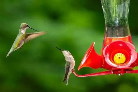 Keep Your Feeders Up In Fall For A Chance At Rare Hummingbirds