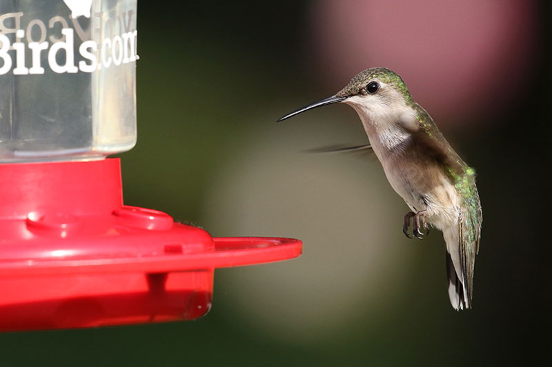 Keep Your Feeders Up In Fall For A Chance At Rare Hummingbirds