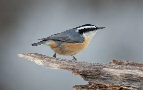 The Art of Bird Breeding: A Comprehensive Guide