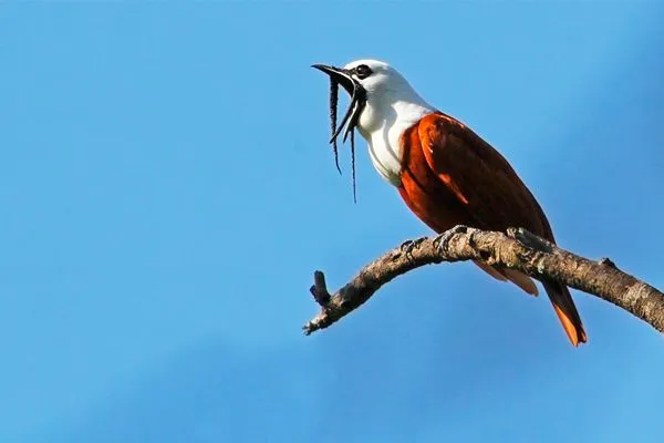 The Best Bird Watching Trips to Costa Rica: A Comprehensive Guide