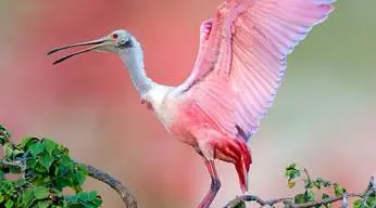 Neotropical Migratory Bird Conservation Act