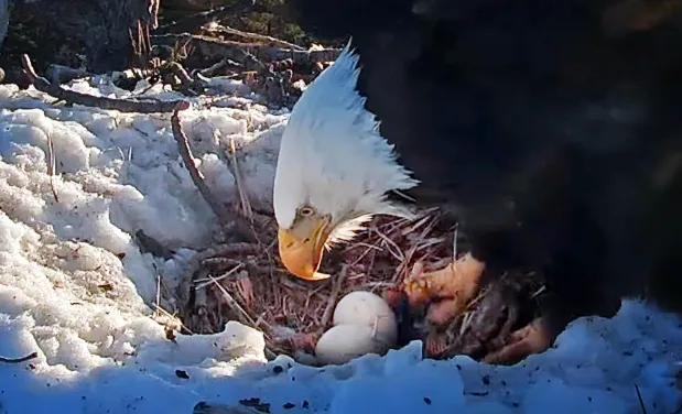 What is The Big Bear Bald Eagles Eggs?