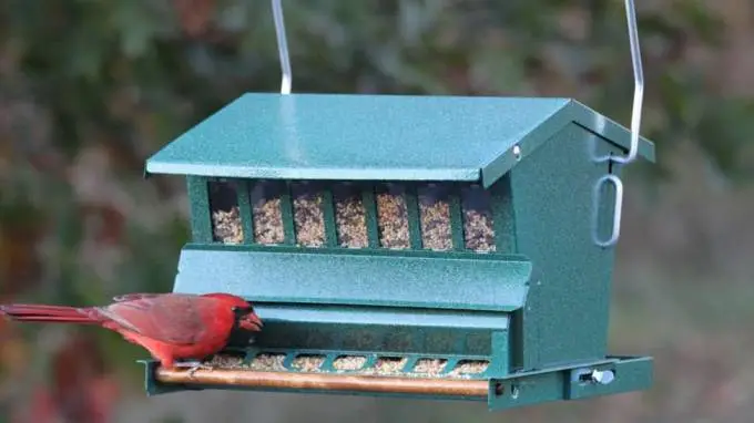 The Best Squirrel-Proof Bird Feeder to Try in