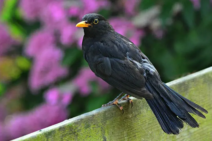 Black Bird With Yellow Beak: A Birdwatchers Delight