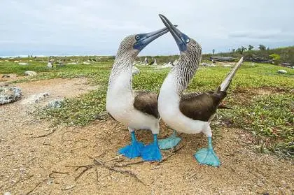 Blue Footed Marine Bird NYT: A Comprehensive Guide