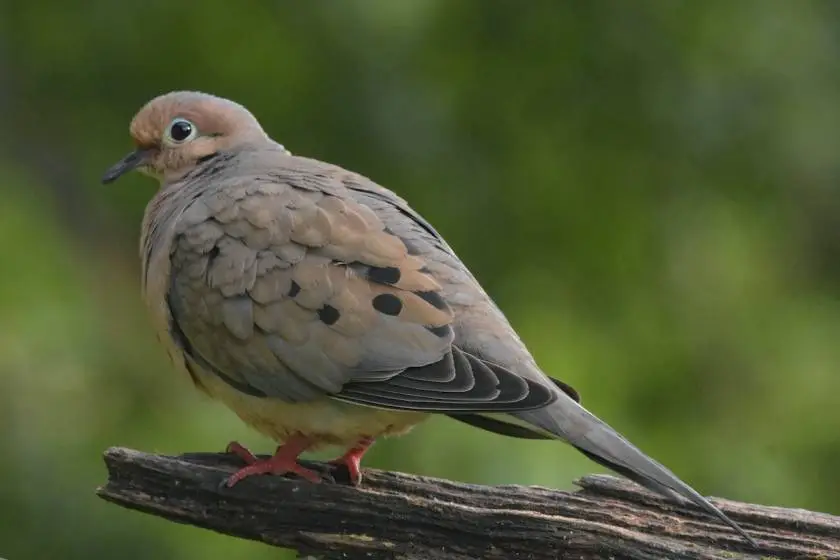 The Spiritual Journey of Mourning Dove Symbolism