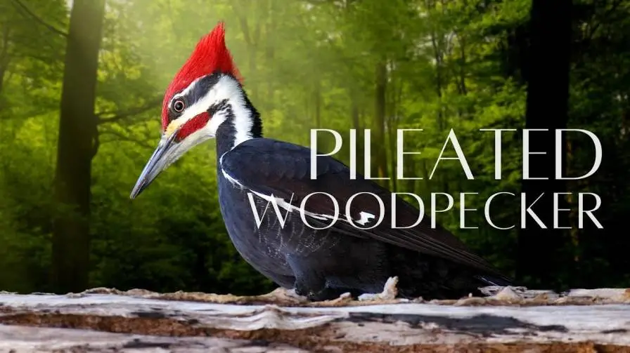 Pronunciation of Pileated Woodpecker: Tips for Birdwatchers 2024