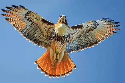 The Art of Flight: Red-Tailed Hawks in Action 2024