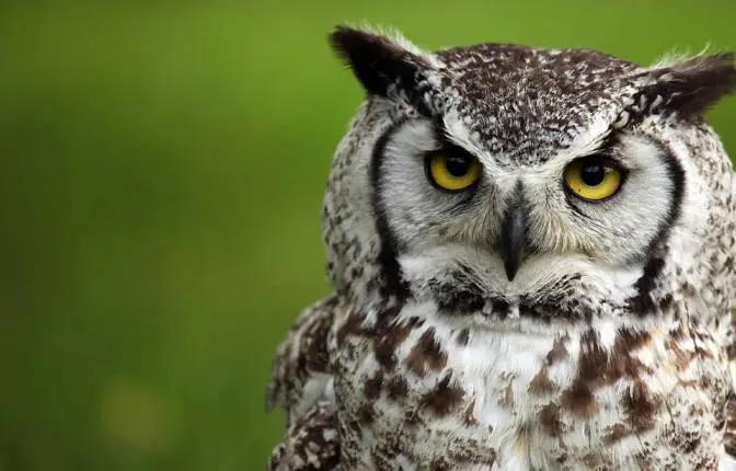 Great Horned Owls: Symbols of Wisdom and Power