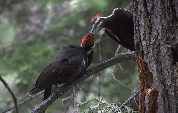 The Life Cycle of Juvenile Pileated Woodpeckers