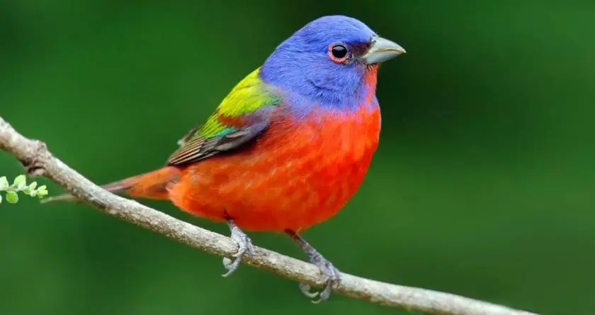 When Do Painted Buntings Migrate to Florida?