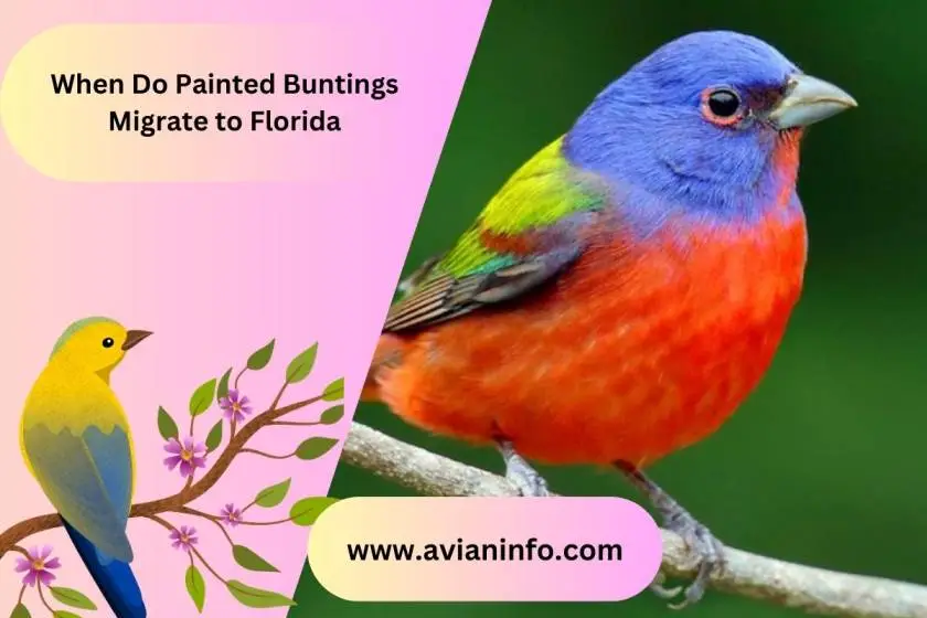 When Do Painted Buntings Migrate to Florida?