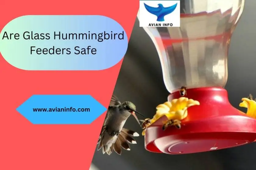 How to Keep Bees Away From Hummingbird Feeders?