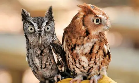 Caring for an Eastern Screech Owl in Captivity