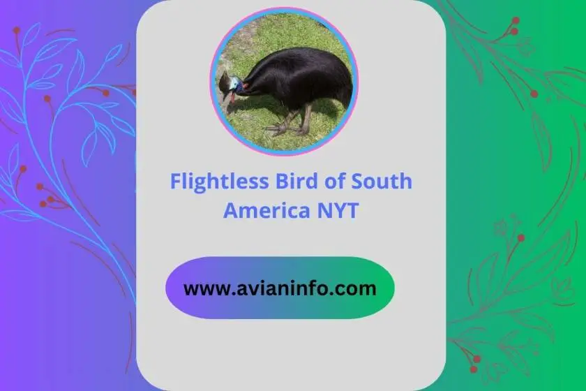 Flightless Bird of South America NYT Crossword Clue