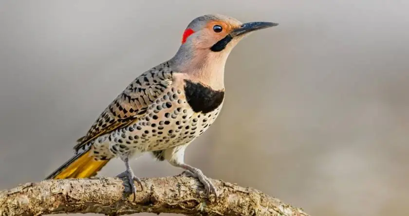 Northern Flicker VS Red Bellied Woodpecker 2024