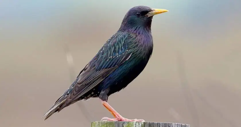 What Do Starling Birds Eat?