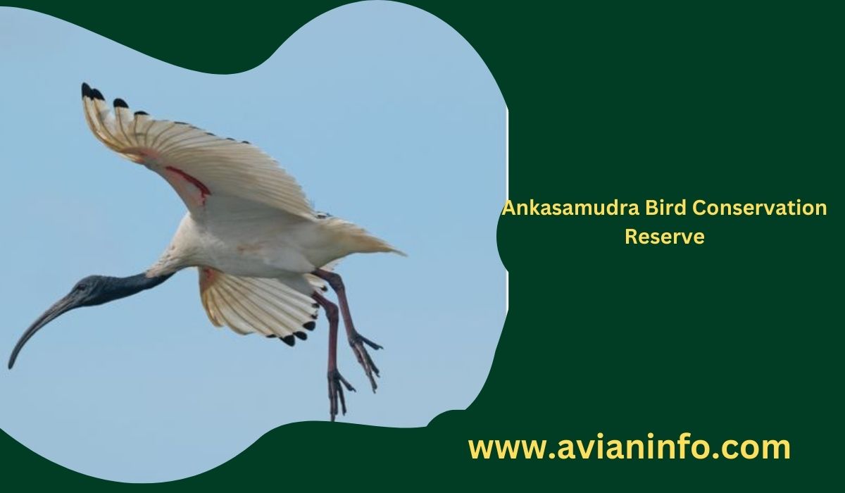 Ankasamudra Bird Conservation Reserve: A Sanctuary for Avian Diversity