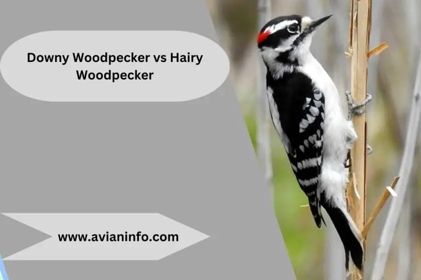 The Battle of the Woodpeckers: Downy vs. Hairy