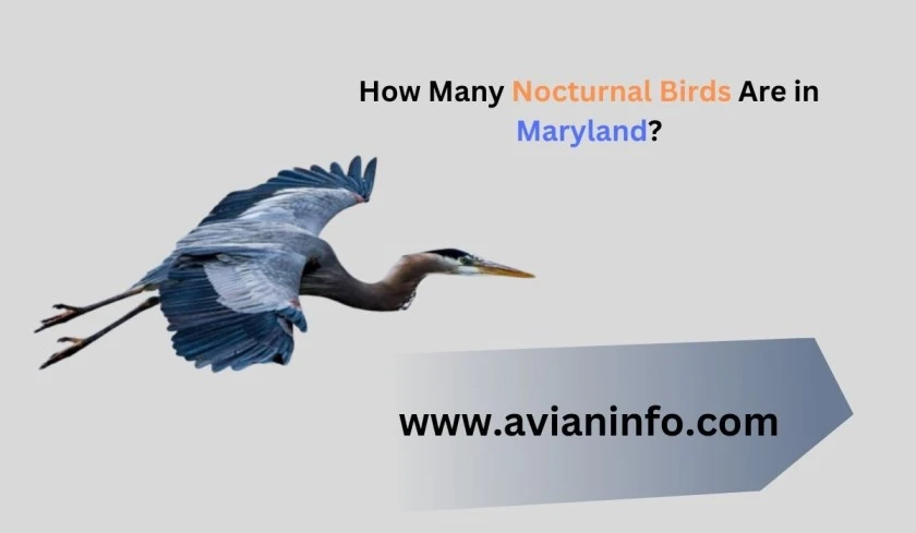 How Many Nocturnal Birds Are in Maryland?