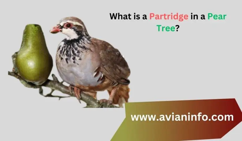 What is a Partridge in a Pear Tree?