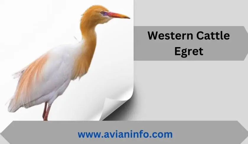 Cattle Egrets: A Symbol of Agricultural Harmony