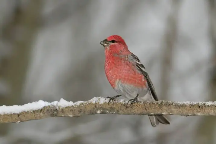 The Enigmatic Life of the Pine Grosbeak Bird