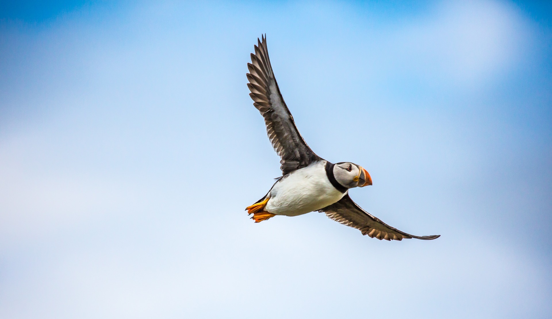 Bird Watching Summer Acadia: Photography Tips and Tricks