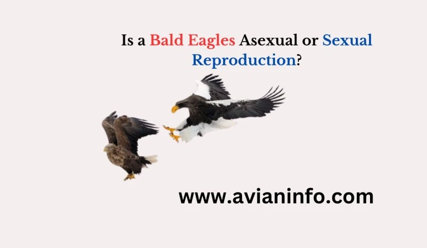 Is a Bald Eagles Asexual or Sexual Reproduction?