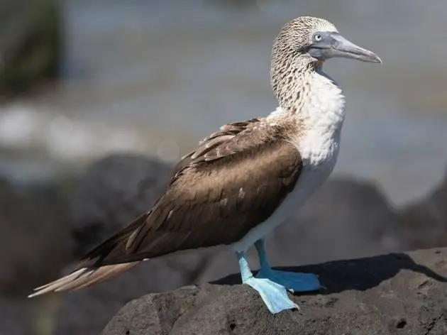 Blue Footed Booby: A Symbol of Marine Biodiversity