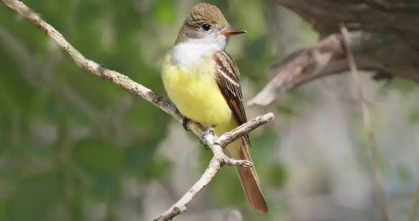 The Great Crested Flycatcher: A Birdwatcher's Delight