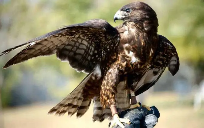 Hawks in Florida: Conservation and Protection Efforts