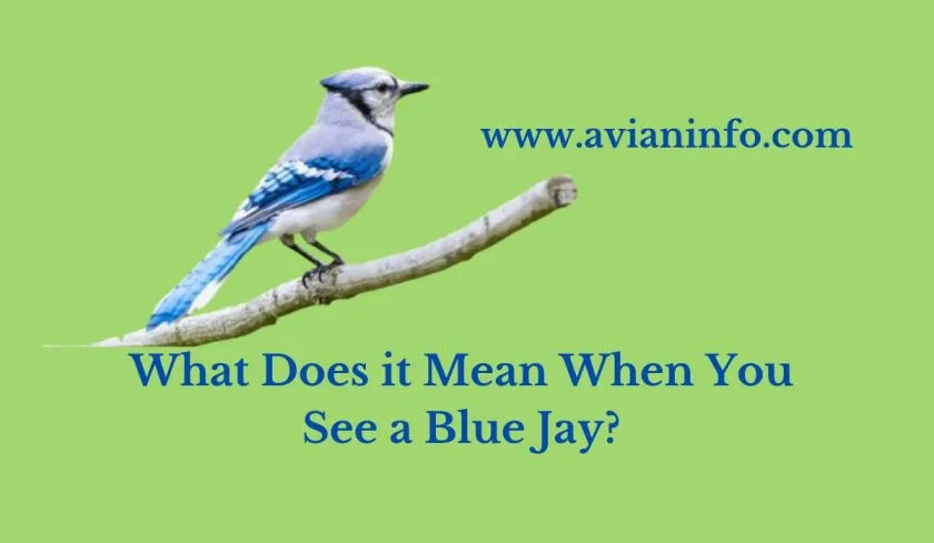 What Does it Mean When You See a Blue Jay?