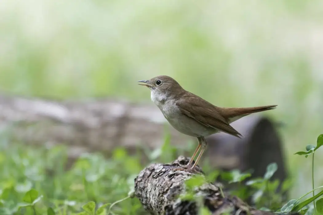 The Birds that Vocalize at Night in Summer Massachusetts