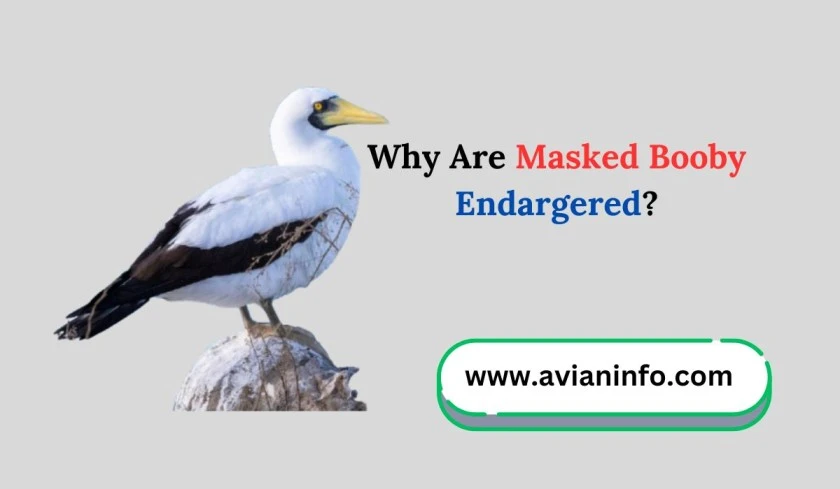 Why Are Masked Booby Endargered?