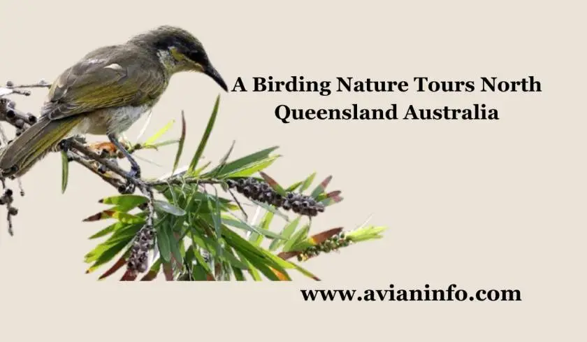 A Birding Nature Tours North Queensland Australia