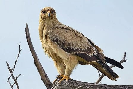 Art a Drawing of an Eagle for East Jackson County