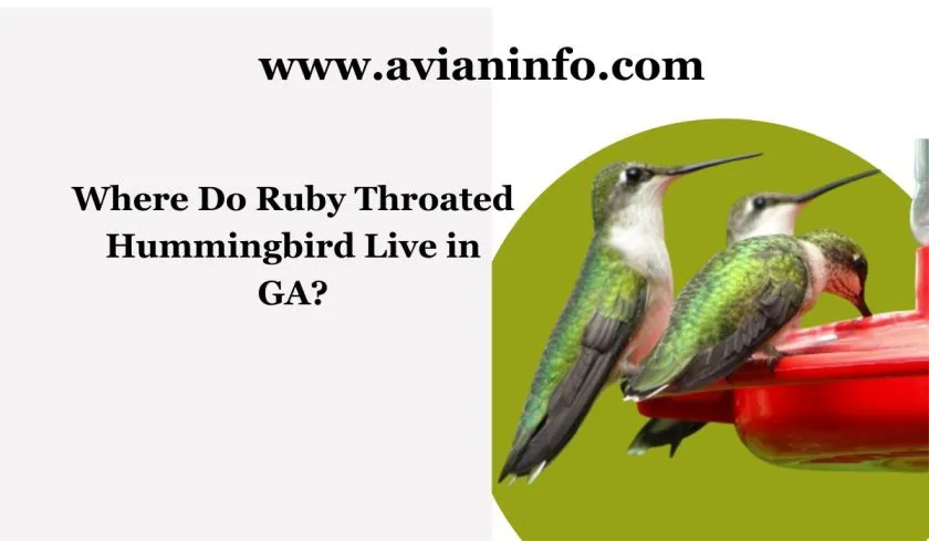 Where Do Ruby Throated Hummingbird Live In GA?