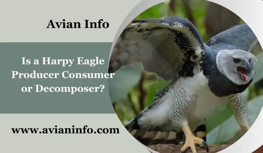 Is a Harpy Eagle Producer Consumer or Decomposer?