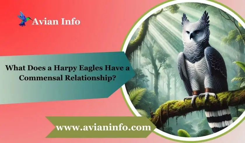 What Does a Harpy Eagles Have a Commensal Relationship?