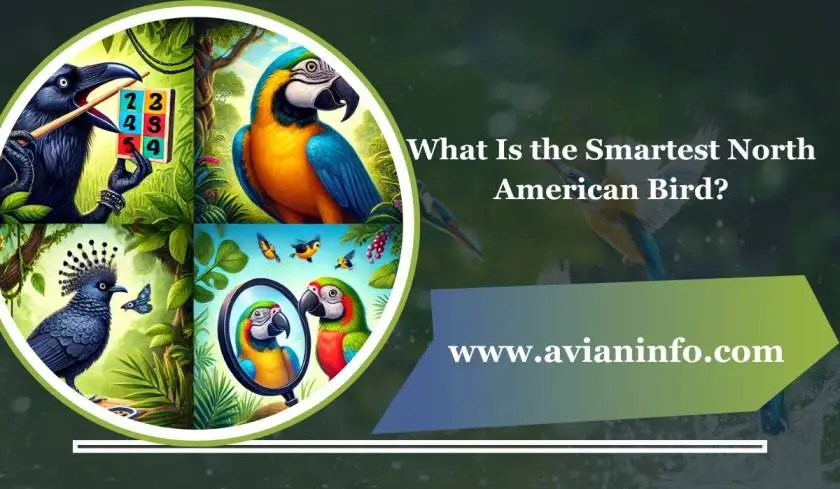 What Is the Smartest North American Bird?