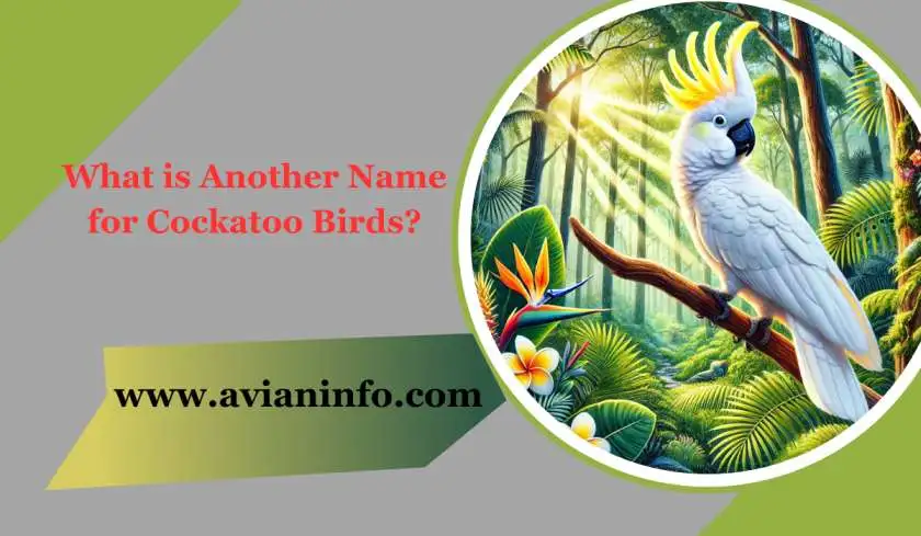 What is Another Name for Cockatoo Birds?